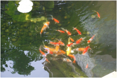 <b>景观鱼池设计当苦衷项及设计重点？</b>